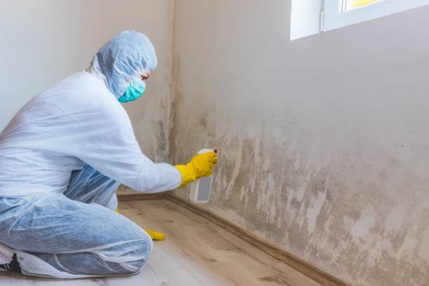 Commercial Mold Remediation assessment for commercial property in Ferndale