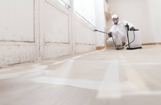 Black mold remediation team in Ferndale